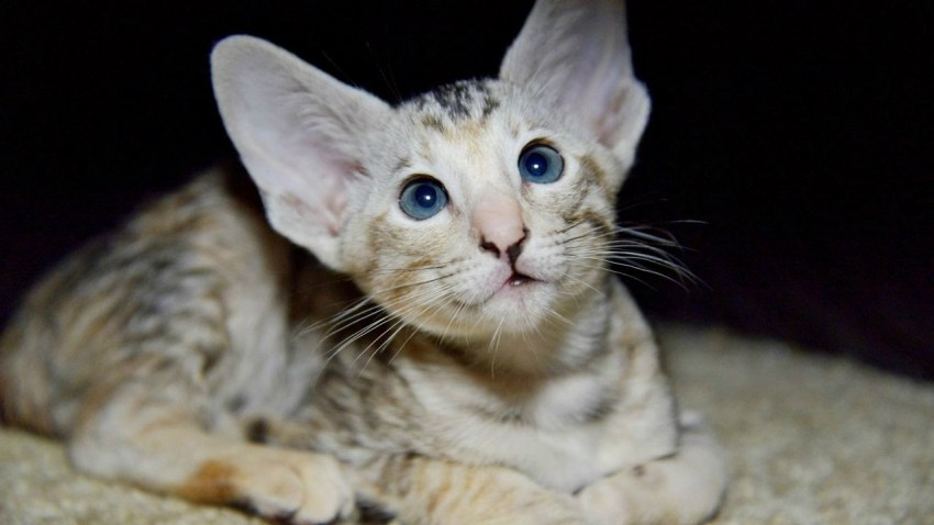 Породы кошек фото ориенталы фото