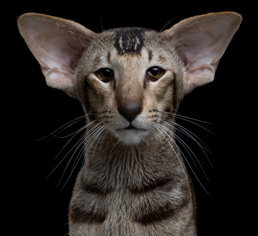 Порода кошек сиамские ориентальные фото