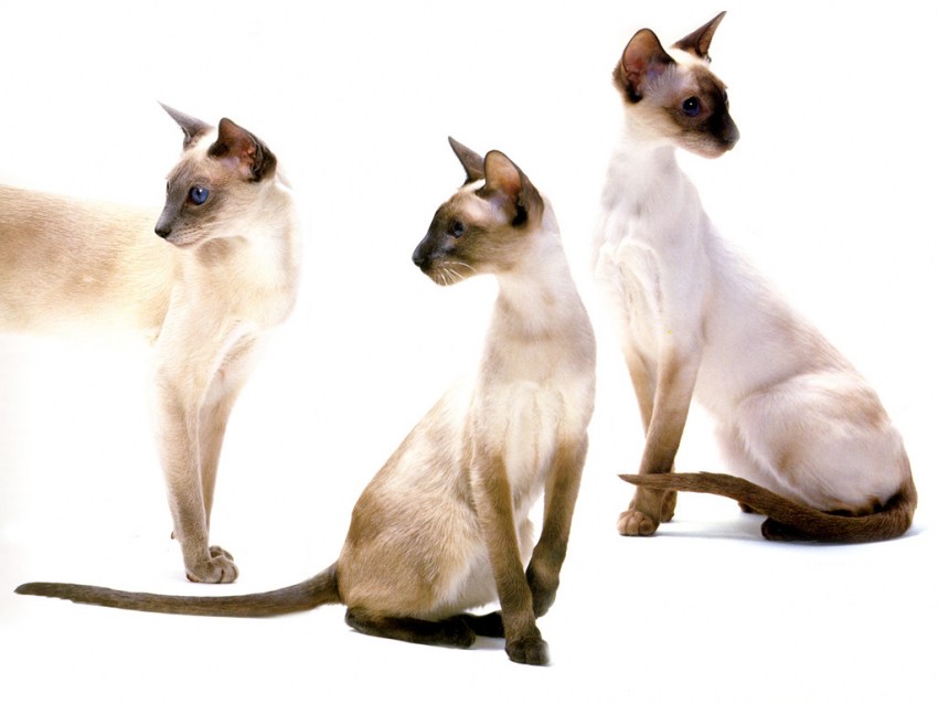 Порода кошек ориенталы фото