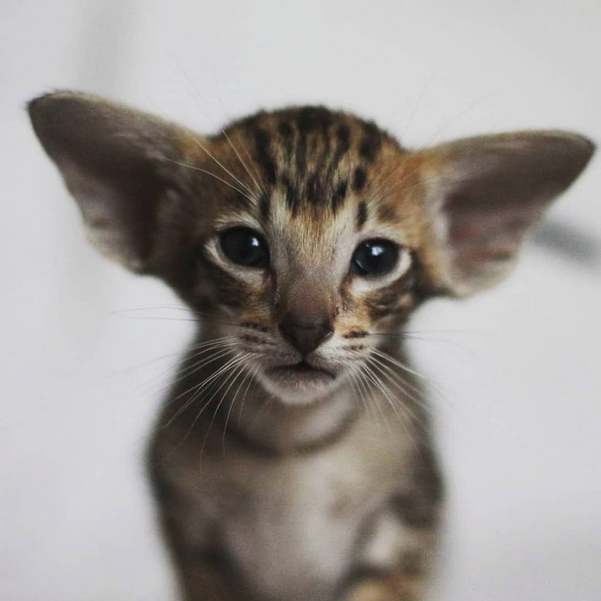 Порода кошек сиамские ориентальные фото