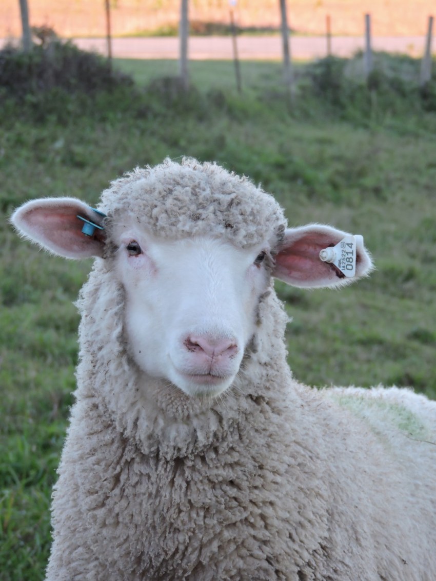 Шленская порода овец