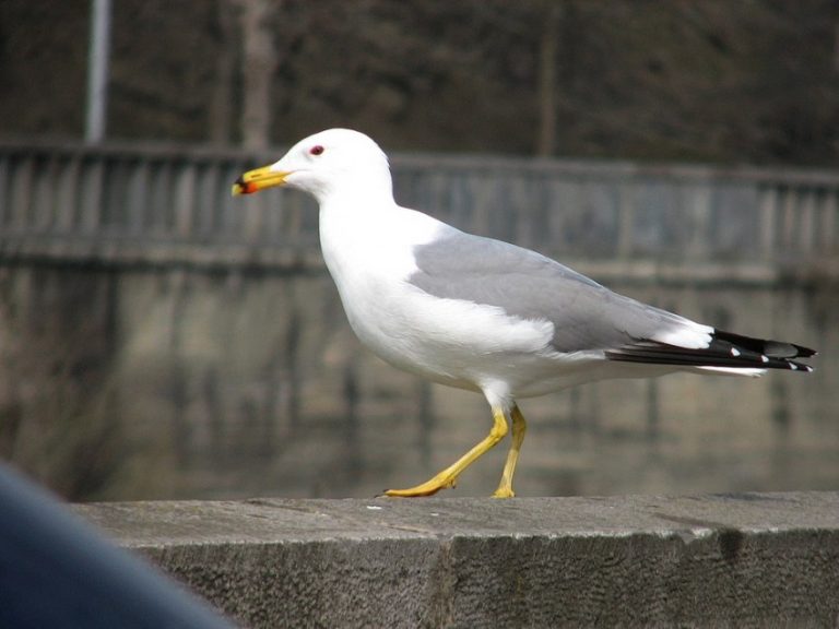 Larus armenicus