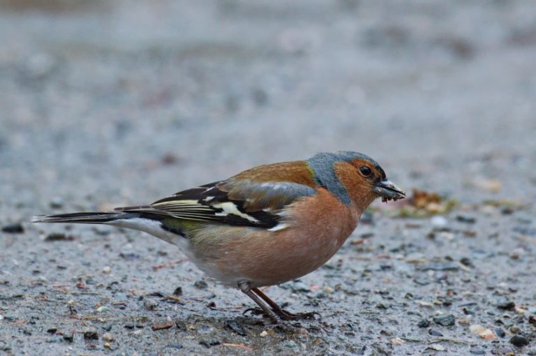 Птица зяблик: 90 фото с описанием и интересные факты о птице