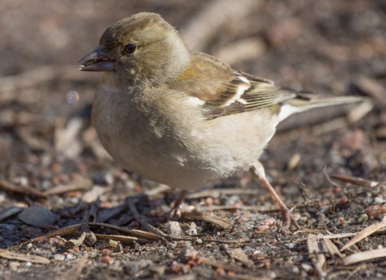 Птица зяблик: 90 фото с описанием и интересные факты о птице