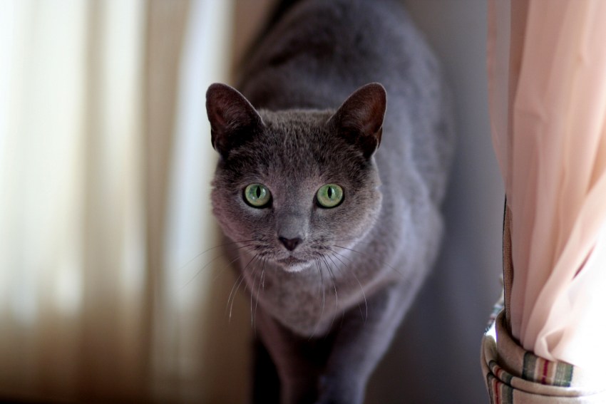 Картинки пород кошек русская голубая