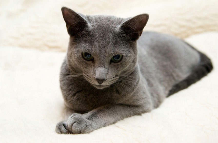 Фотография кошки породы русская голубая