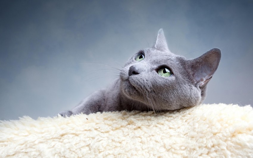 Показать фото кошек порода русская голубая