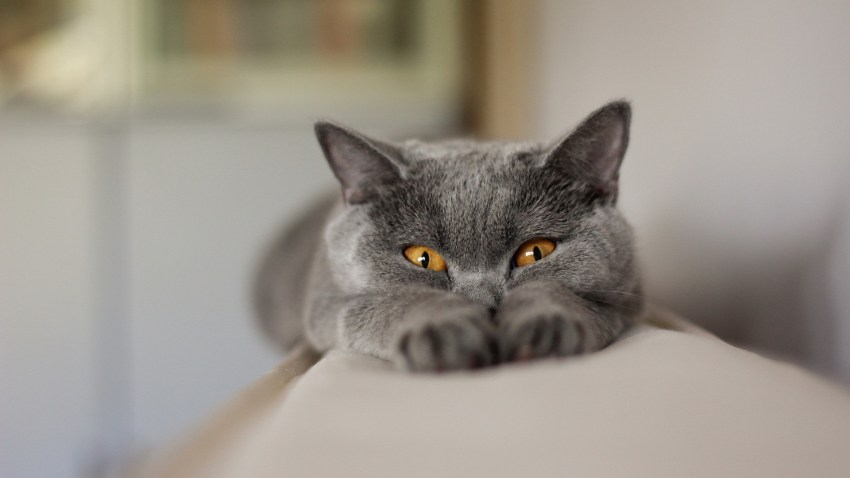 Что за порода русская голубая кошка фото