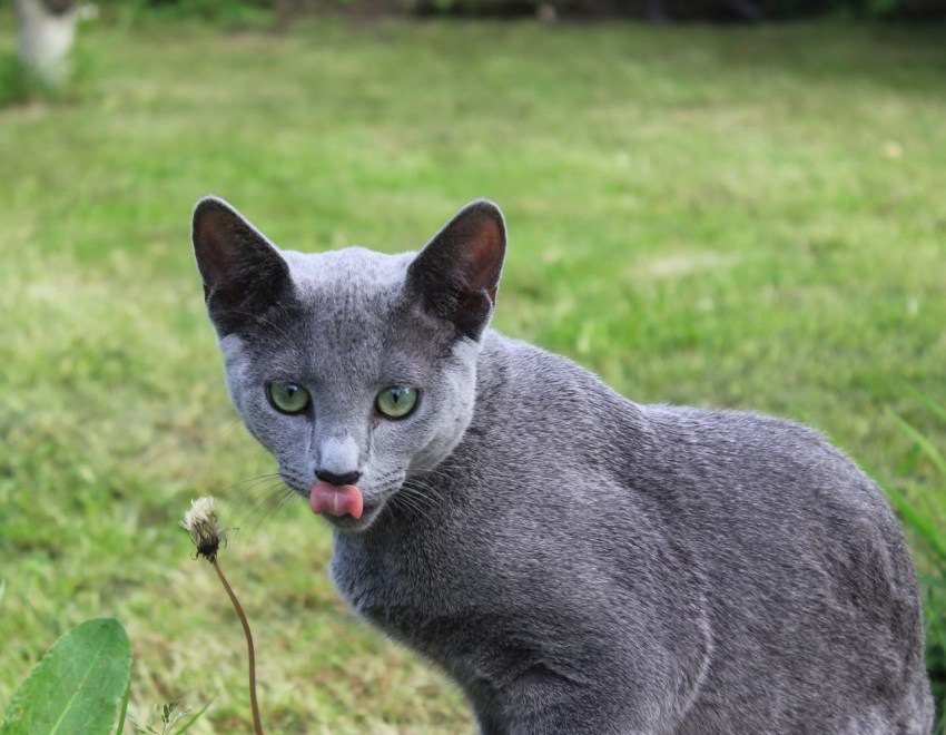 Породы кошек фото русская голубая кошка