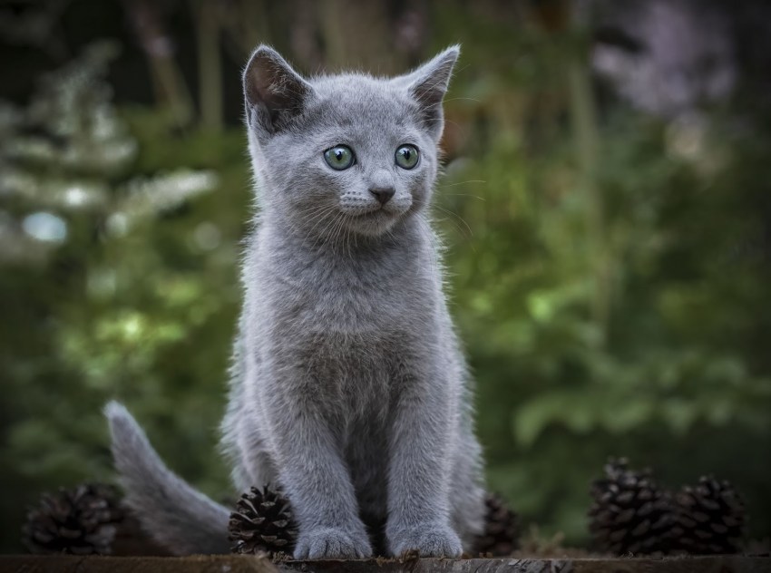 Порода кошки русская голубая фото котят