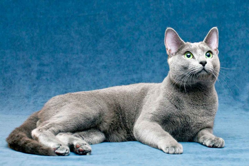 Что за порода русская голубая кошка фото