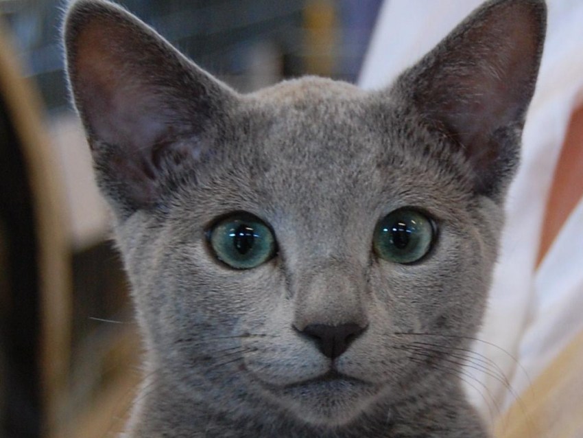 Порода кошки русская голубая серого цвета фото