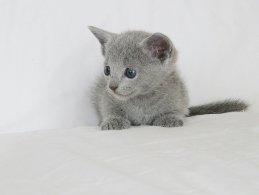 Порода кошек русская голубая фото котята