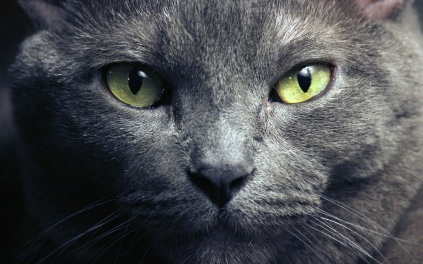 Породы кошек фото с названиями русская голубая кошка