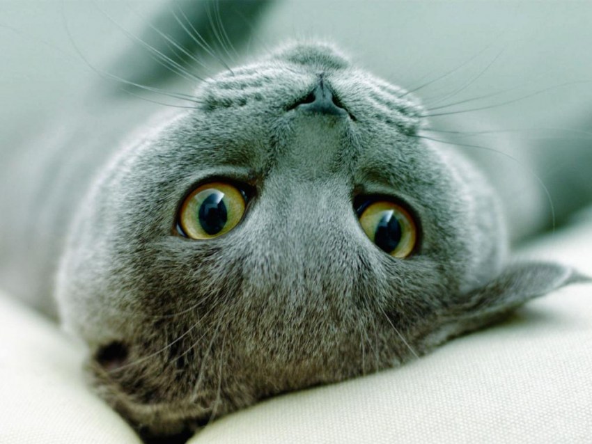 Фото породы кошек русская голубая фото