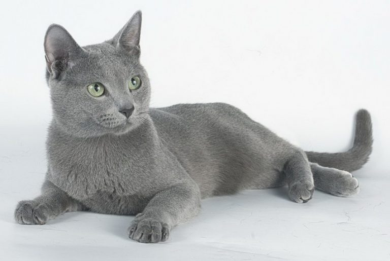 русская голубая кошка фото сколько стоит