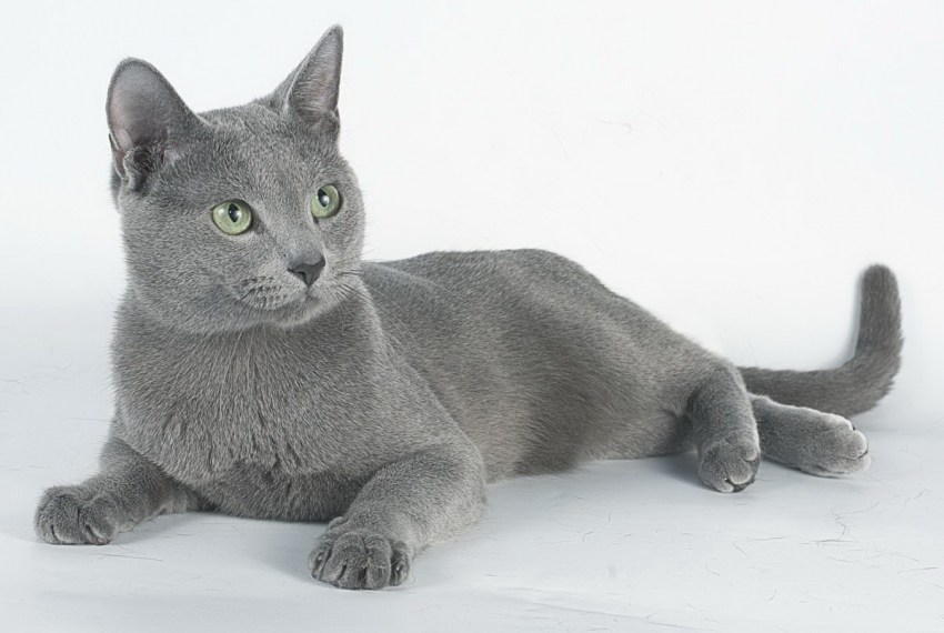 Фото кошек с породами русская голубая