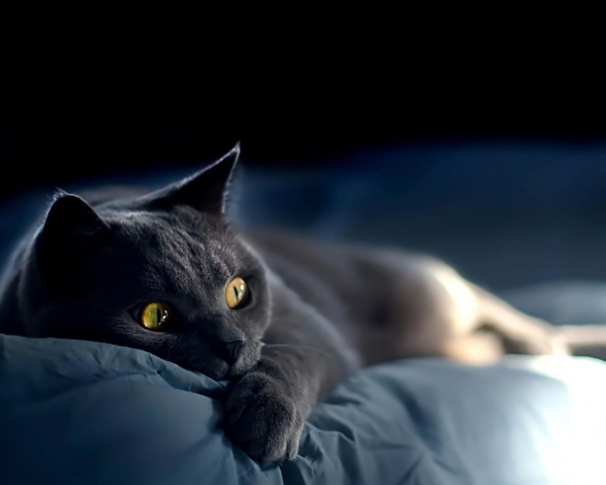 Порода кошки русская голубая серого цвета фото