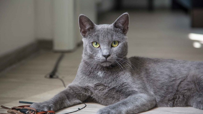 Порода кошки русская голубая фото котят