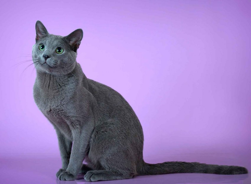 Фото котов породы голубых кошек