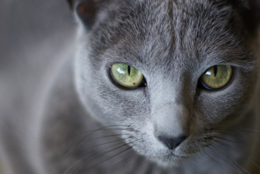 Фото русской голубой кошки.