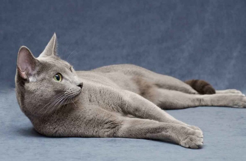 Картинки кошки породы русская голубая