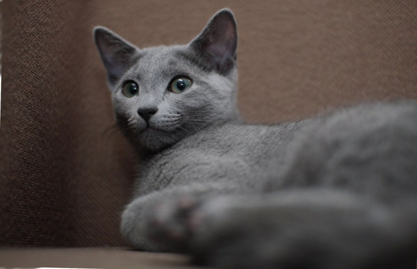Картинки пород кошек русская голубая
