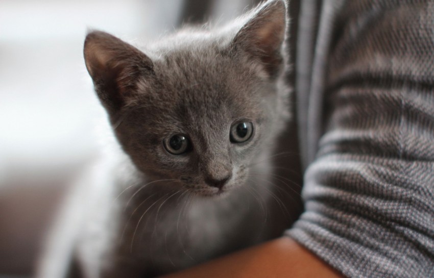 Фотографии породы кошек русской голубой