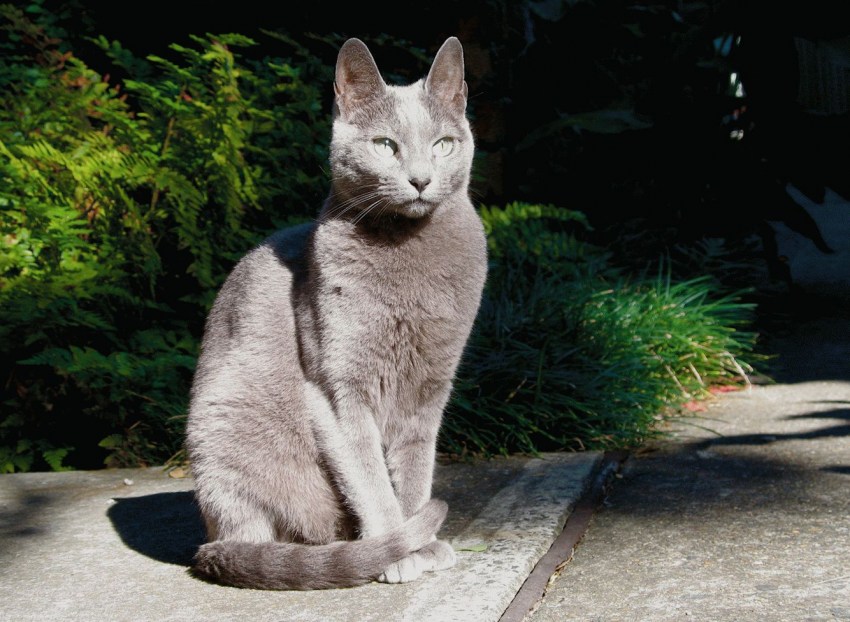 Порода голубая кошка фото