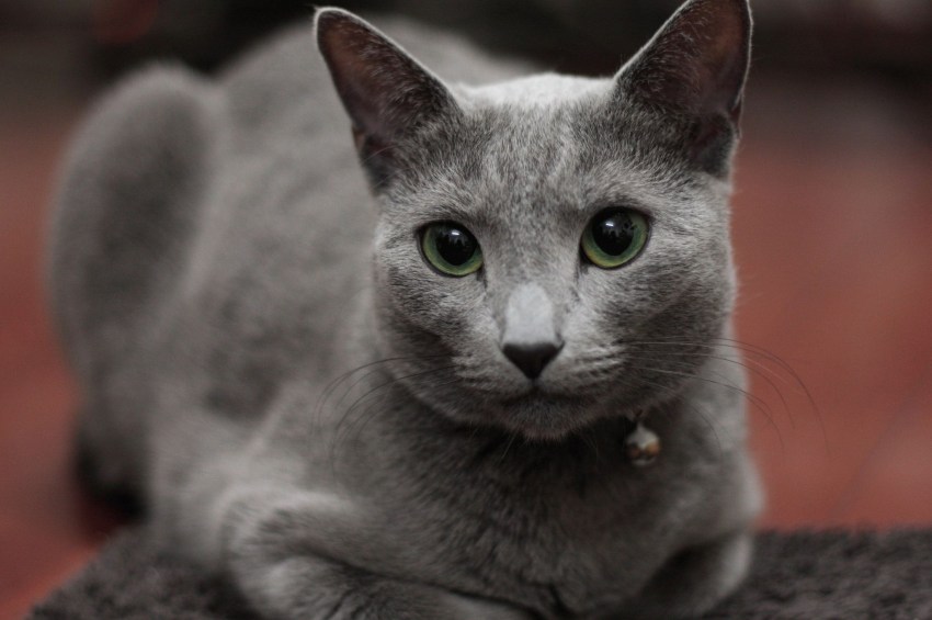 Породы кошек фото русская голубая кошка