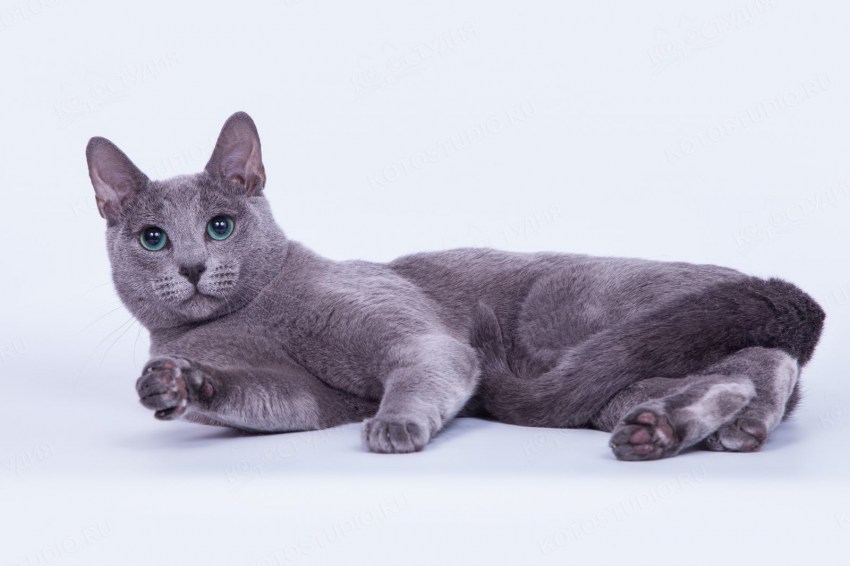 Фото породы кошки русская голубая фото