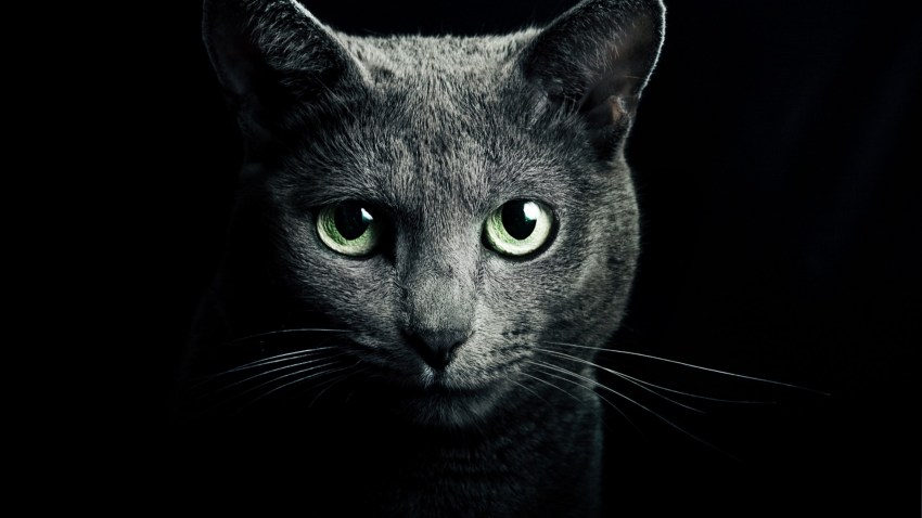 Фото котов породы голубых кошек