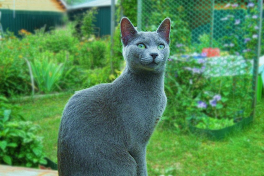 Фото кошек голубых пород