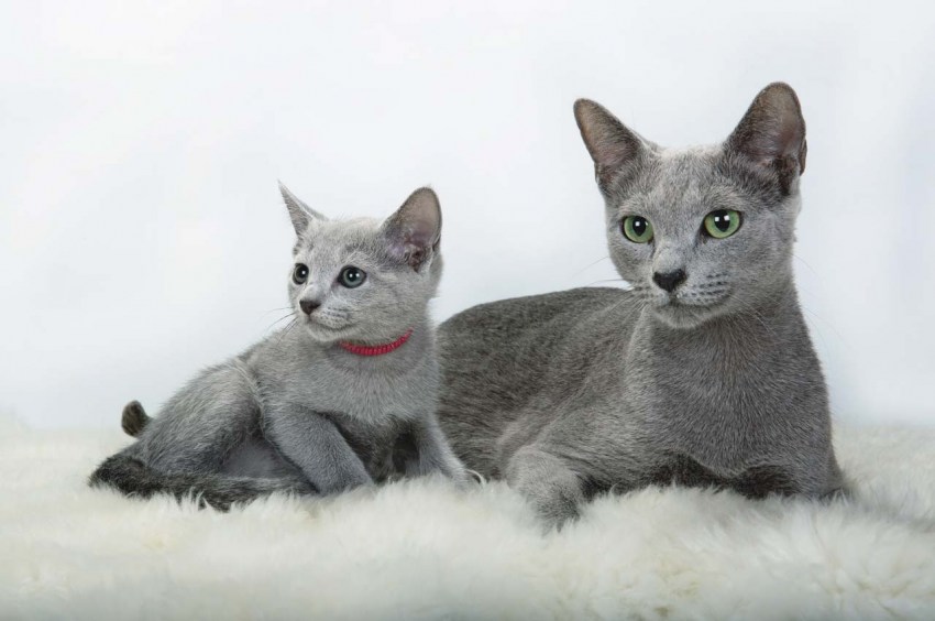 Фотография кошки породы русская голубая