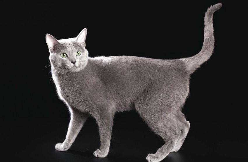 Породы кошек фото и названия русская голубая