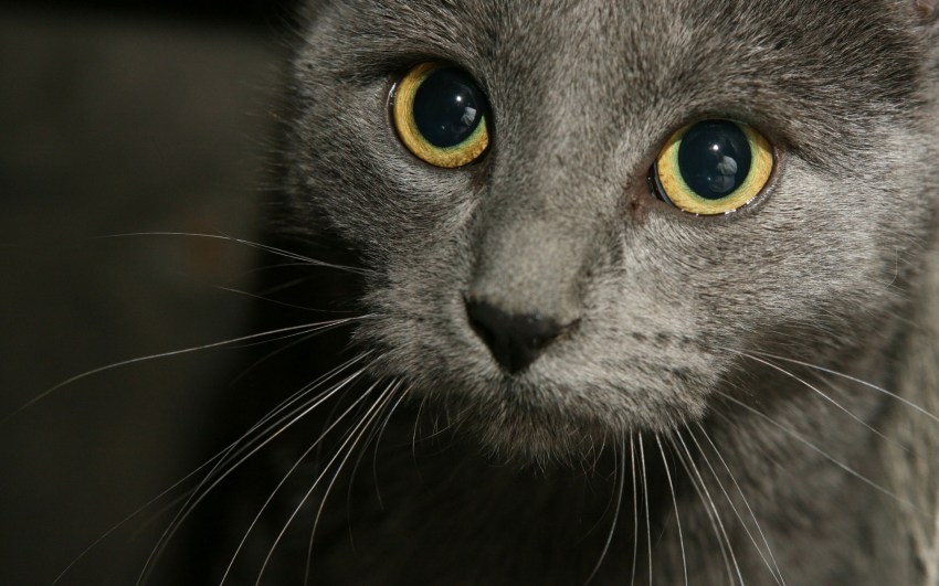 Показать фото кошек порода русская голубая