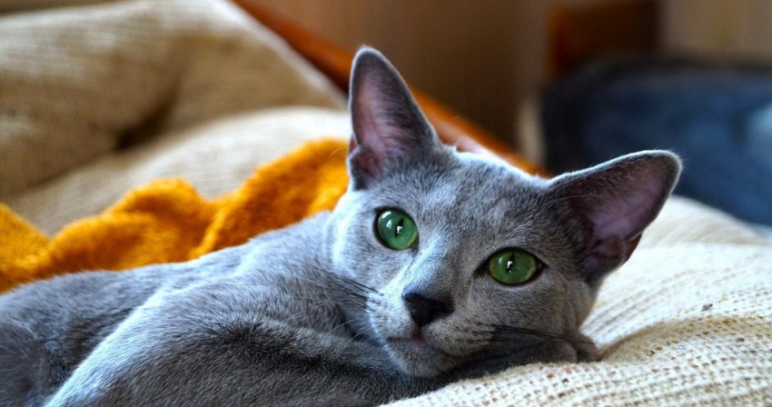 Порода голубая кошка фото