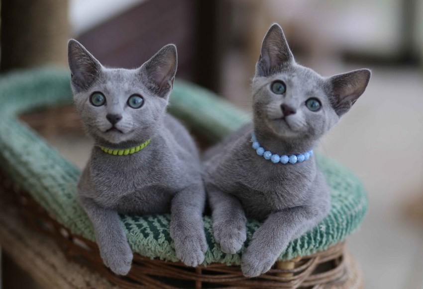 Фото кошек голубых пород