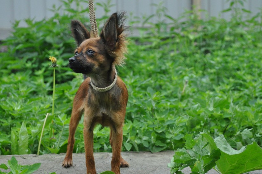 Порода маленьких собак русский той терьер фото
