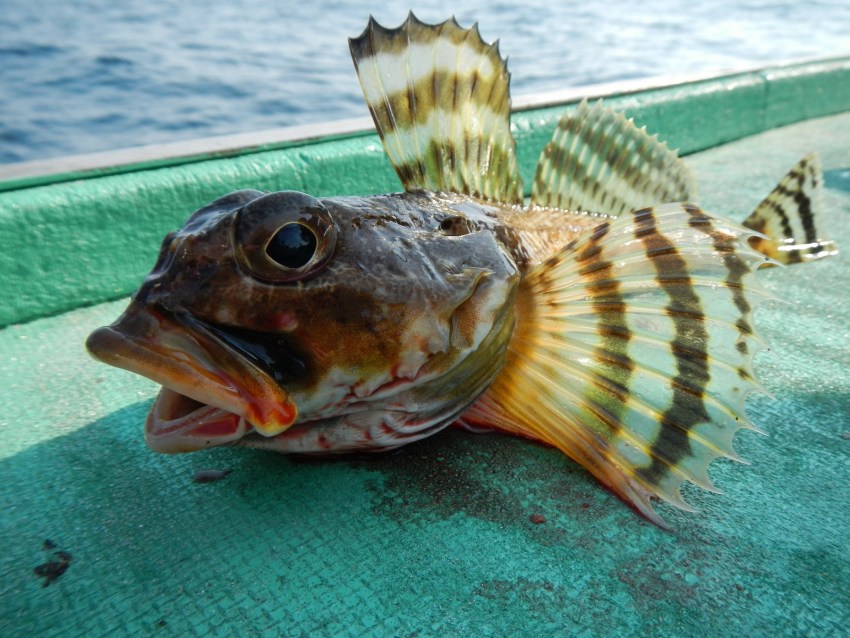 Рыбы Черного моря: разнообразие и особенности
