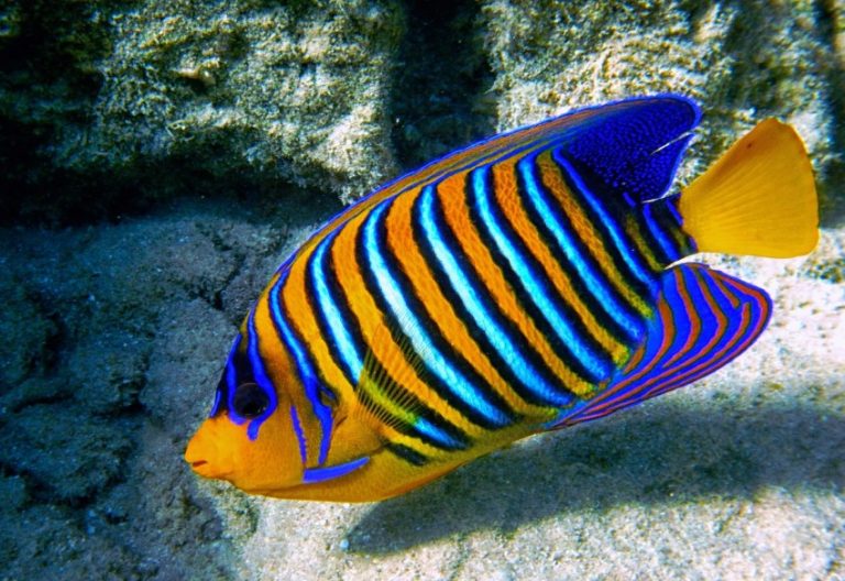 Рыбы красного моря фото с названиями шарм эль шейх