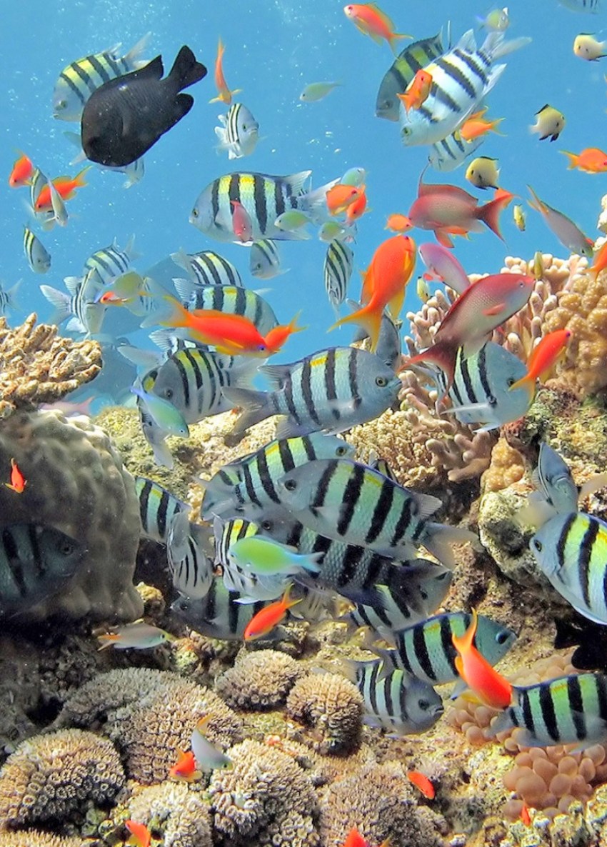 Рыбы красного моря фото с названиями шарм эль шейх
