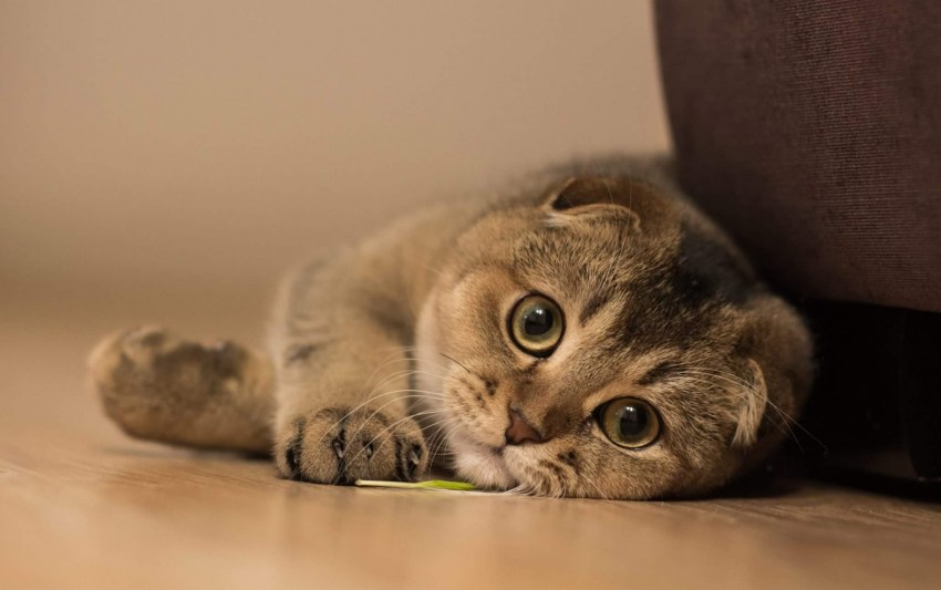Британская короткошерстная кошка - особенности породы, фото