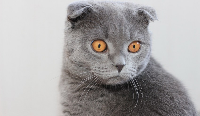 Порода кошек фото с названиями пород вислоухих
