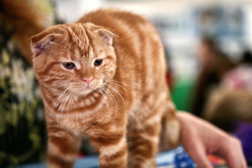 Порода кошки шотландская вислоухая фотографии