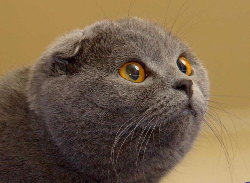 Фото кошек у которых порода шотландская вислоухая