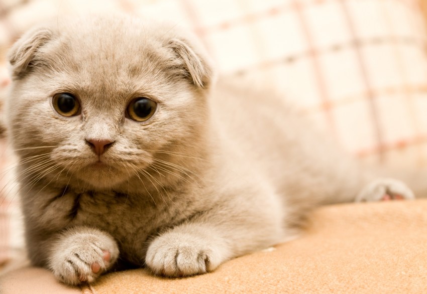 Порода кошек шотландская короткошерстная вислоухая кошка фото