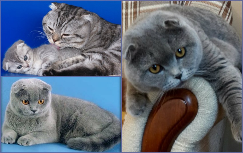 Картинки с кошками порода вислоухая