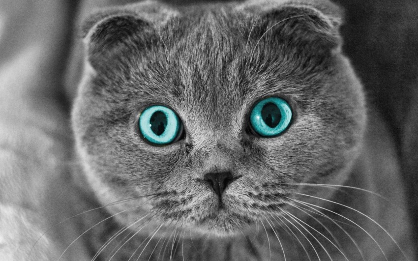 Порода кошек вислоухий шотландец фото