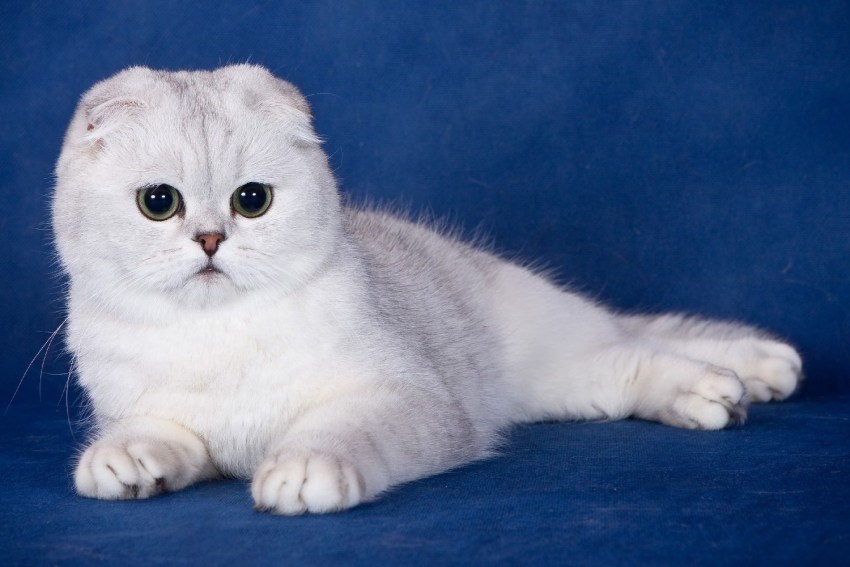 Фотографии кошек породы шотландской вислоухой кошки